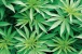 Demi Penderita Sakit Kronis, Jerman Legalkan Ganja